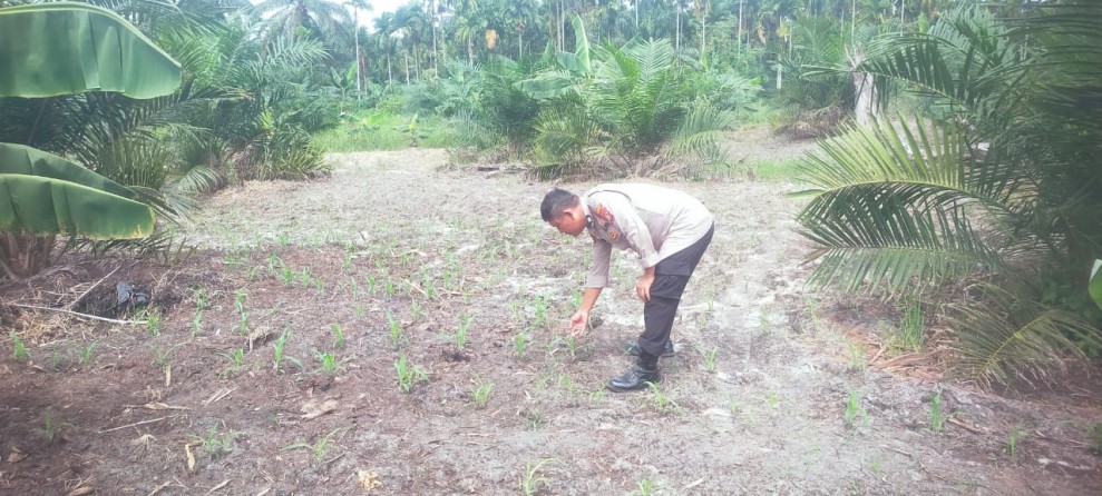 Mendukung Program Ketahanan Pangan Nasional Bhabinkamtibmas Bersama  Petani  Melakukan Pengecekan Perkembangan Persiapan Tanaman  Jagung Pipil