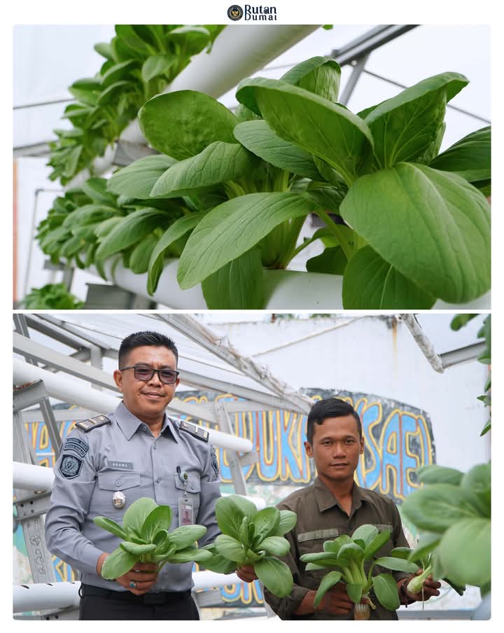 Hasil Program Pembinaan Warga Binaan, Rutan Dumai Kembali Panen Pakcoy