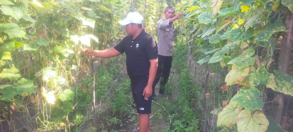Bhabinkamtibmas Aiptu  Subandi Bersama Petani  Melakukan Pengecekan Pekarangan Pangan Bergizi .