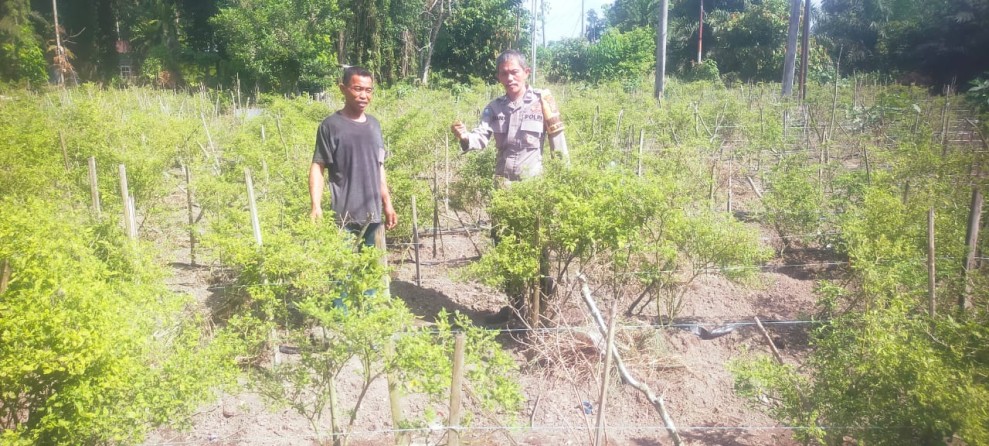 Bhabinkamtibmas Bukit Kapur  Bersama Petani Mendukung Penuh  Program Ketahanan Pangan Nasional.