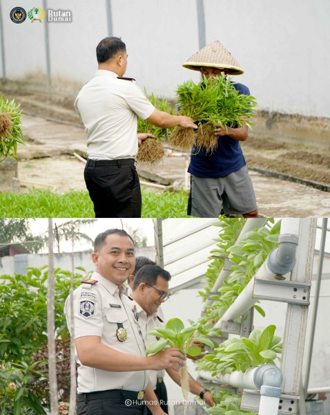 Perkuat Ketahanan Pangan, Rutan Dumai Kembali Panen Sayur Pakcoy dan Kangkung.
