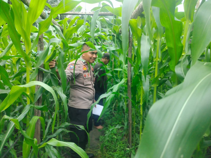 Bhabinkamtibmas Bersama Petani Melakukan Pengecekan  Perkembangan  Tanaman Jagung Pipil Dalam  Rangka  Mendukung  Program Ketahanan Pangan  Nasional.