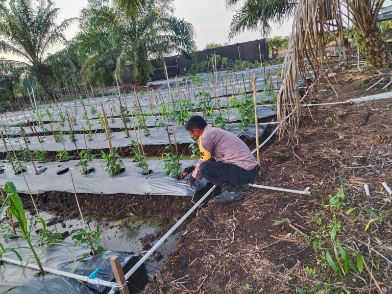 Bhabinkantipmas Bersama Petani Melakukan Pengecekan Perkembangan Tanaman Bergizi Dalam Rangka Mendukung Program Ketahanan Pangan Nasional.