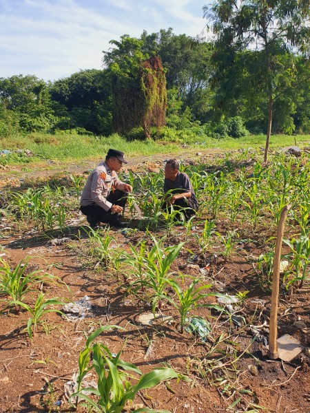Kapolsek KSKP Dumai AKP Hardianto, S.E., M.Si.  Mendukung Program Ketahanan Pangan