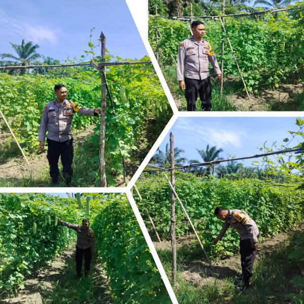 Aipda Ardian Kurniawan Melaksanakan Giat Pengecekan Pekarangan Pangan Bergizi Dalam Rangka Mendukung Program Nasional.