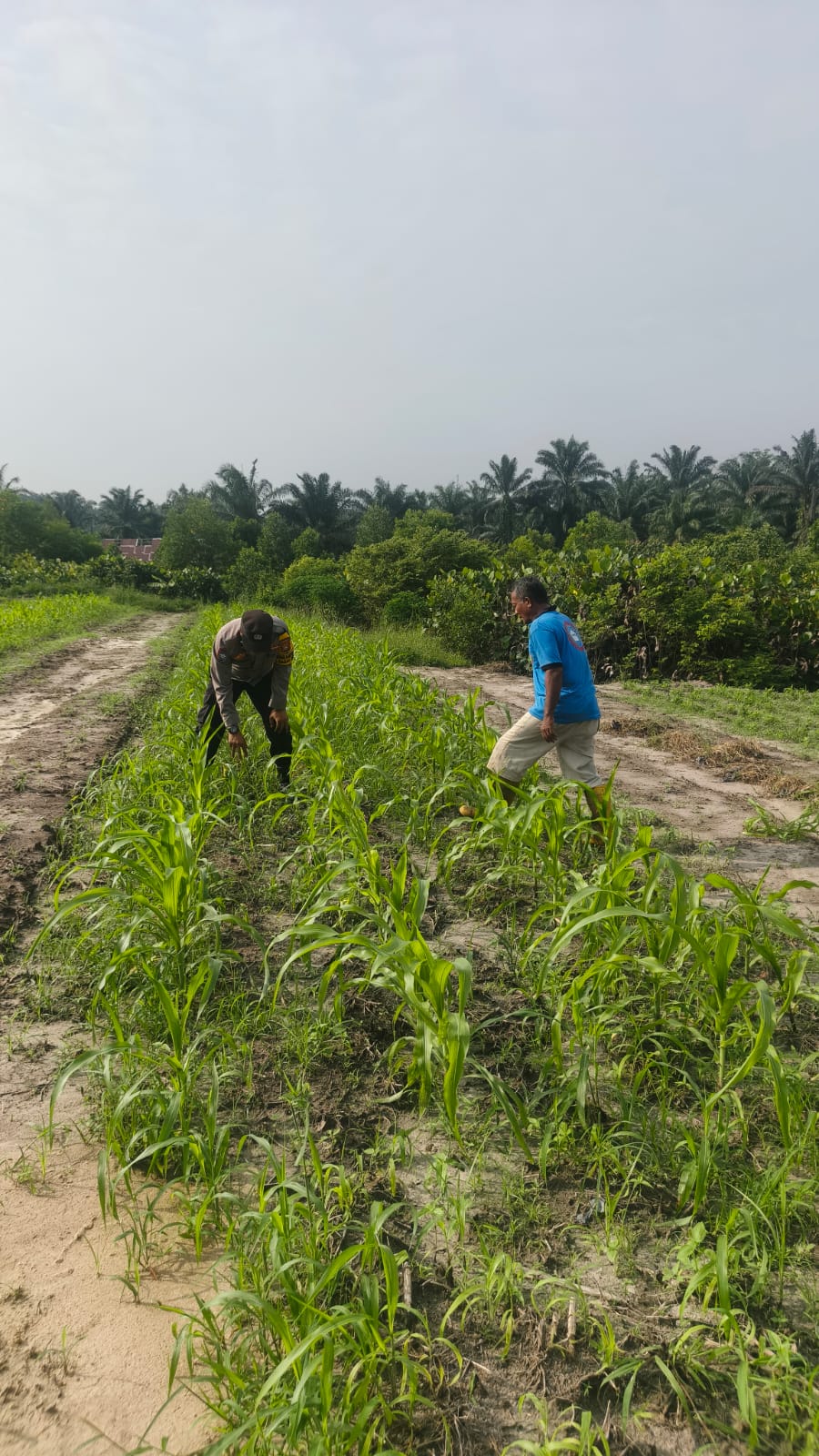 Bhabinkamtibmas Bukit Kapur Beserta  Petani Lakukan Pengecekan Perkembangan  Ketahanan Pangan.