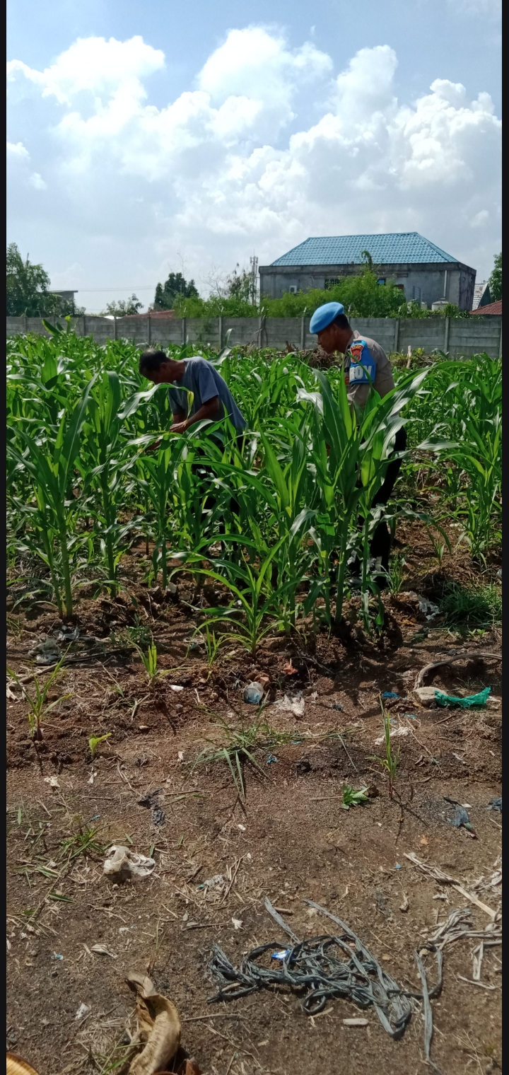 Personel Polsek KSKP Bersama Anggota Kelompok Tani Tuah Brata Pangan Melakukan Pemantauan Terhadap Pertumbuhan Tanaman Jagung